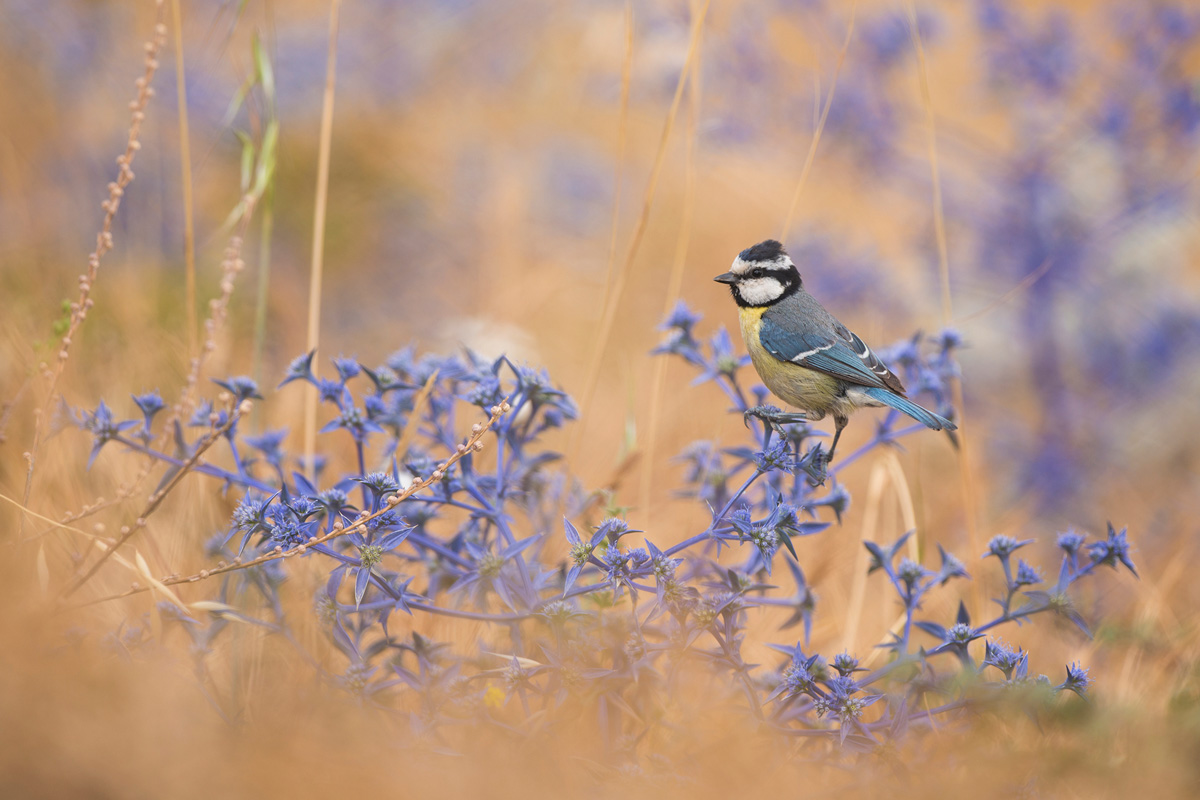 African Blue Tit