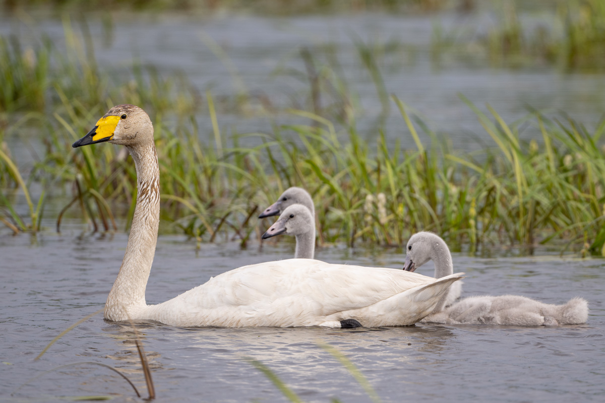 Singschwan