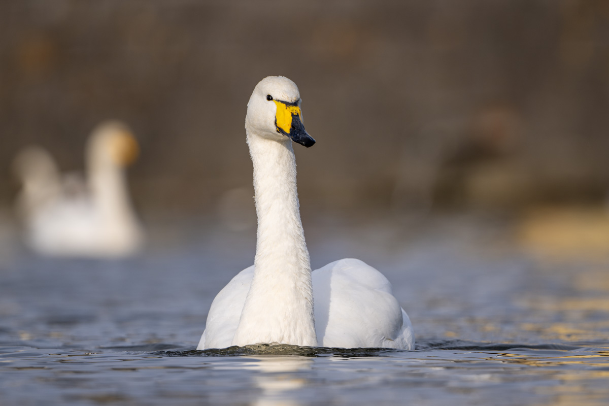 Singschwan