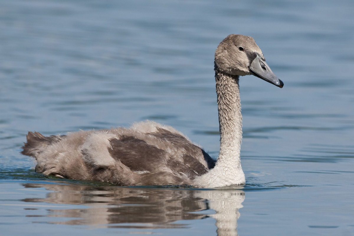 Mute Swan