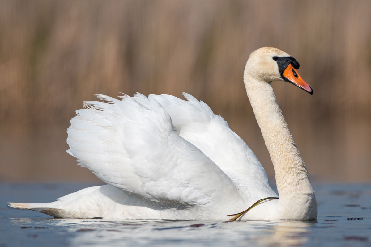 Mute Swan