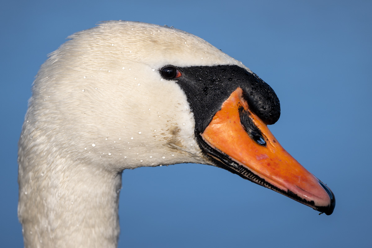Mute Swan