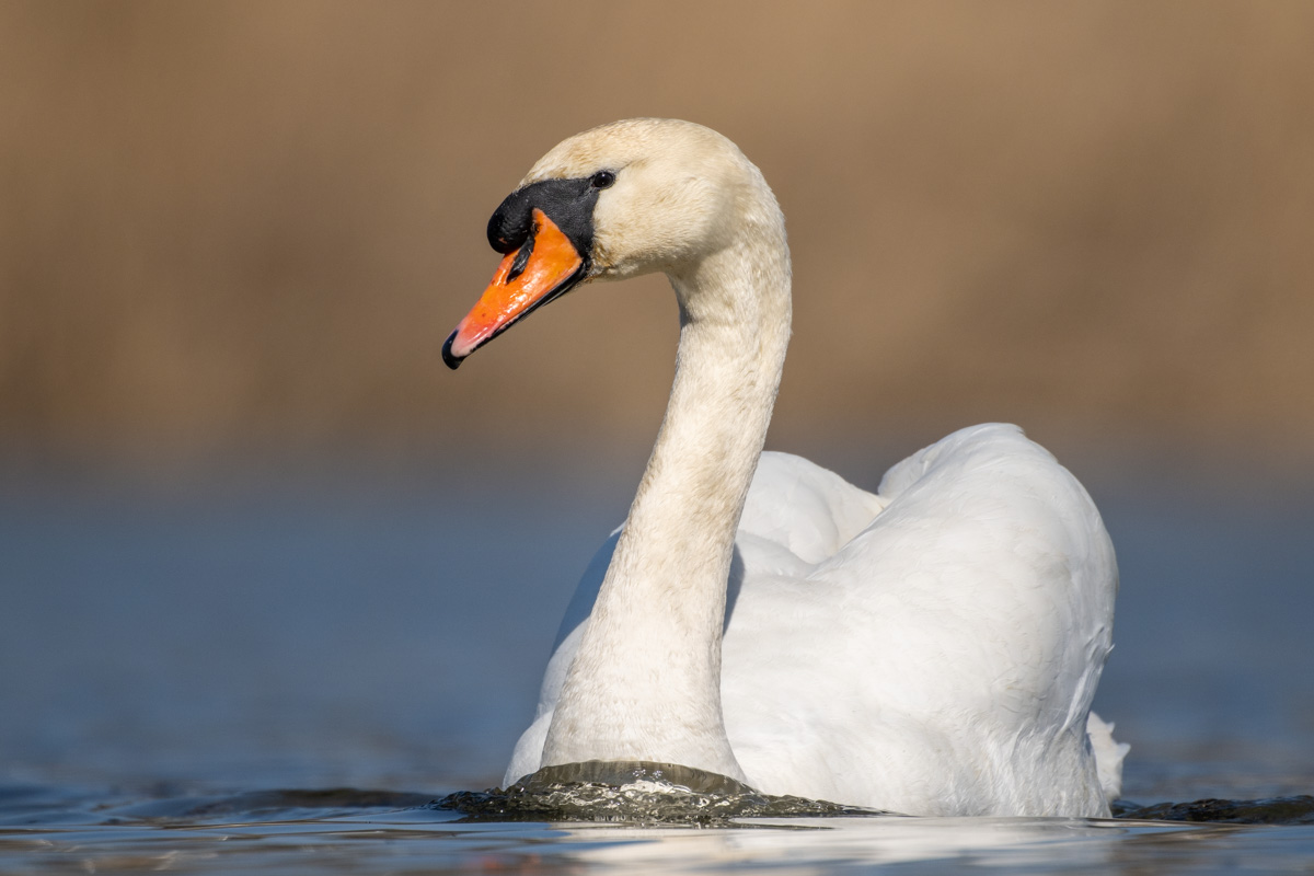 Mute Swan Mute Swan