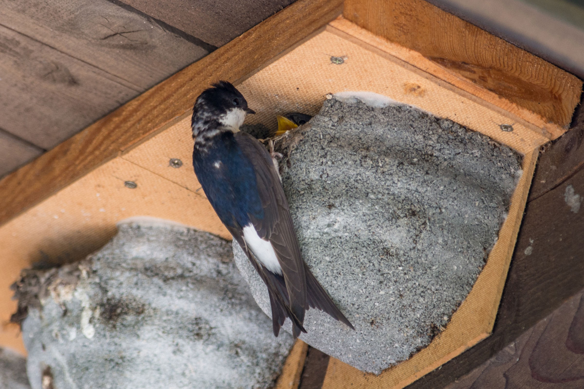 Common House Martin