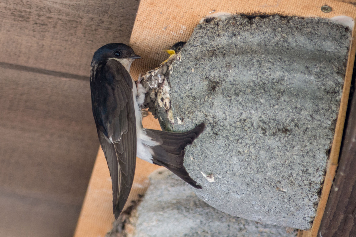 Common House Martin