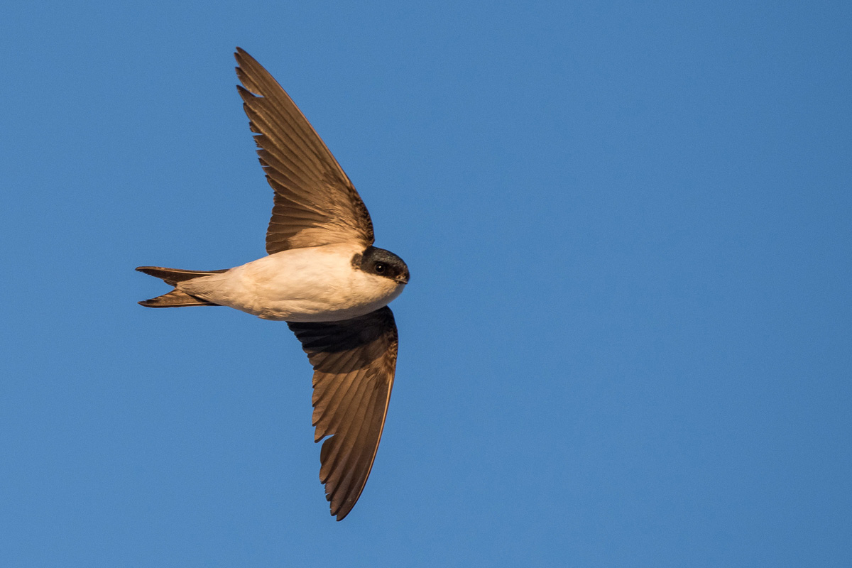 Common House Martin