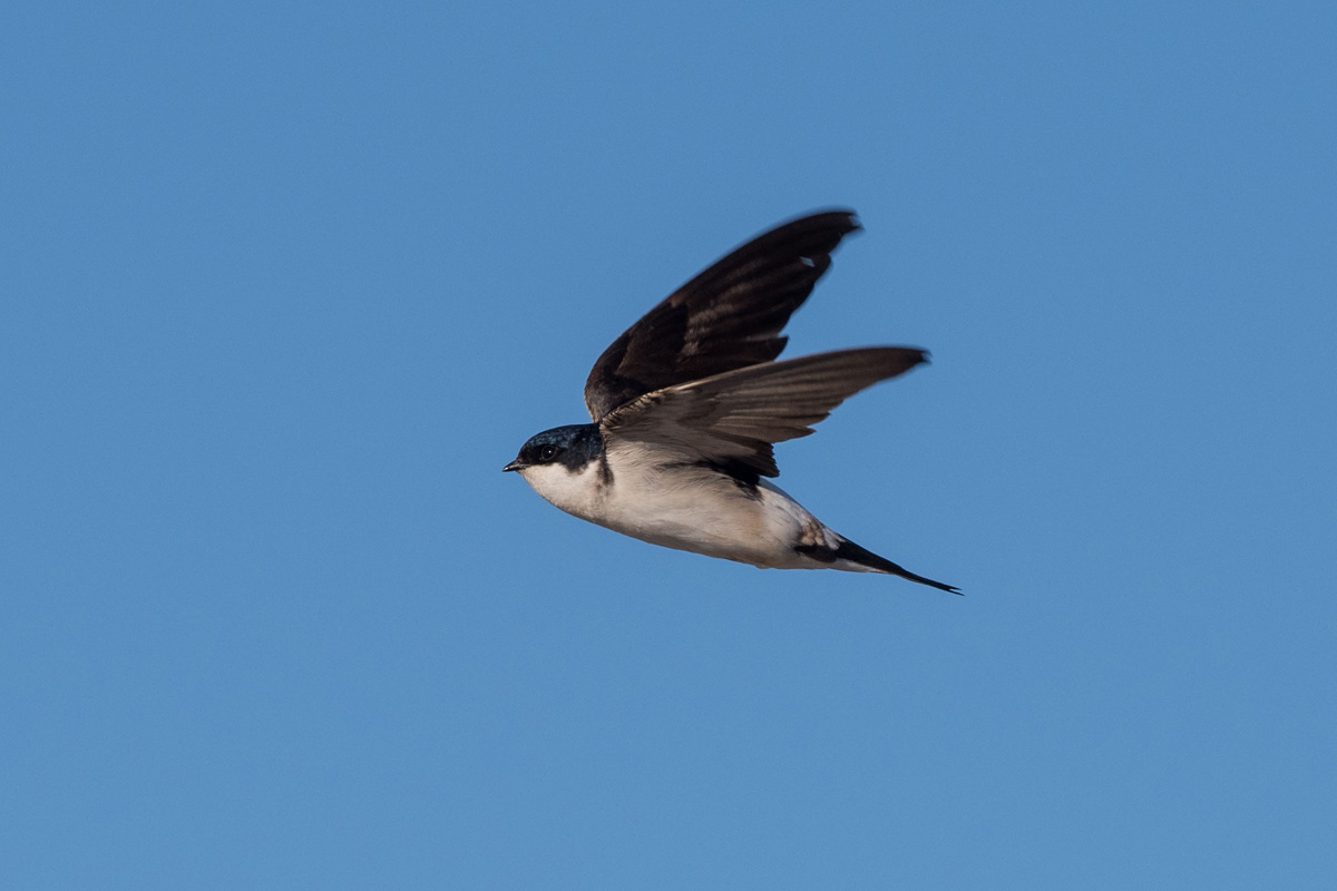 Common House Martin