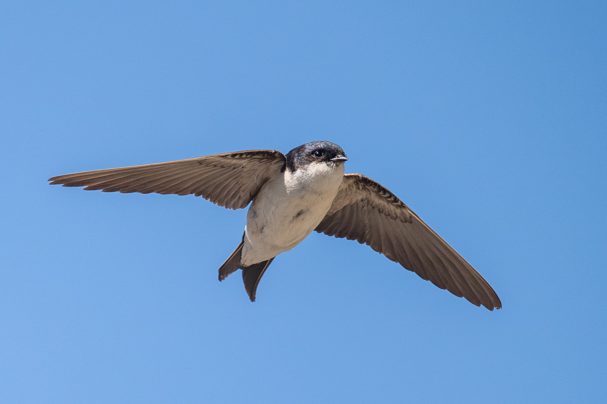 Western House Martin