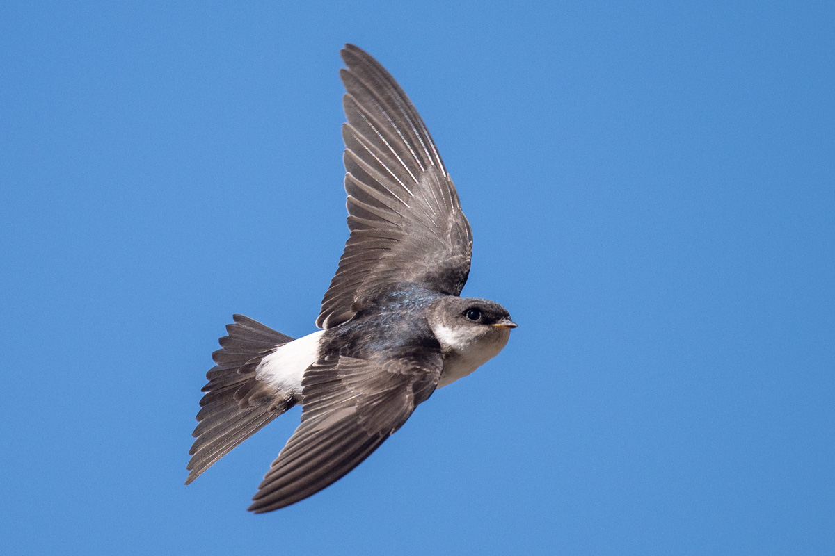 Western House Martin