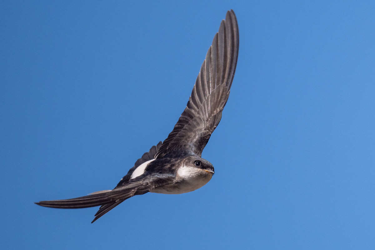 Western House Martin