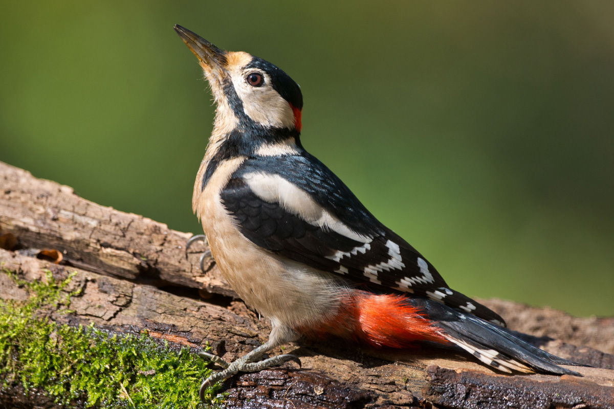Great Spotted Woodpecker