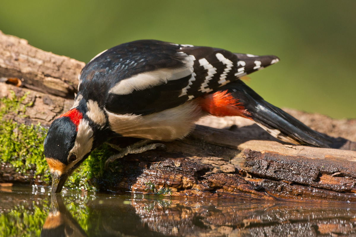 Great Spotted Woodpecker