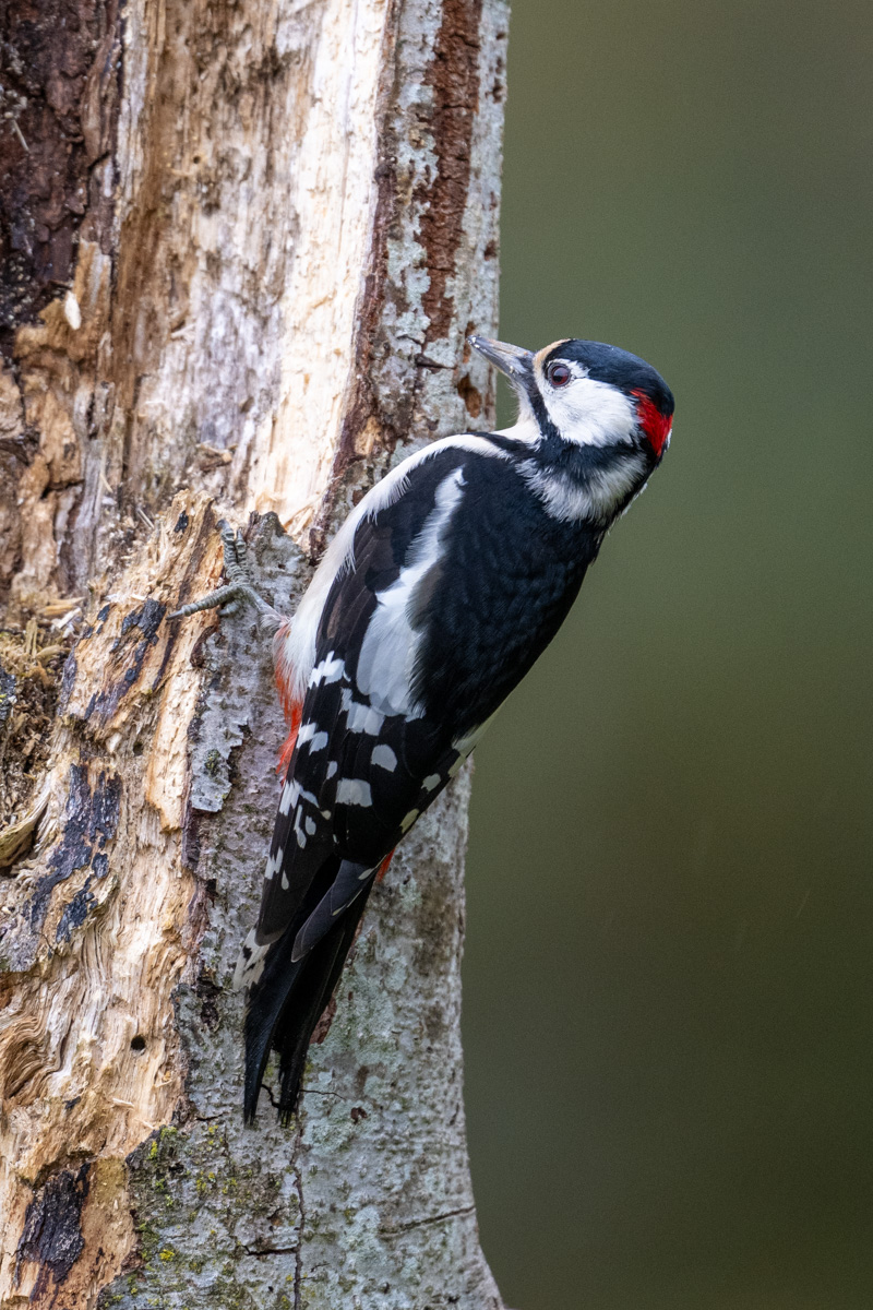 Great Spotted Woodpecker