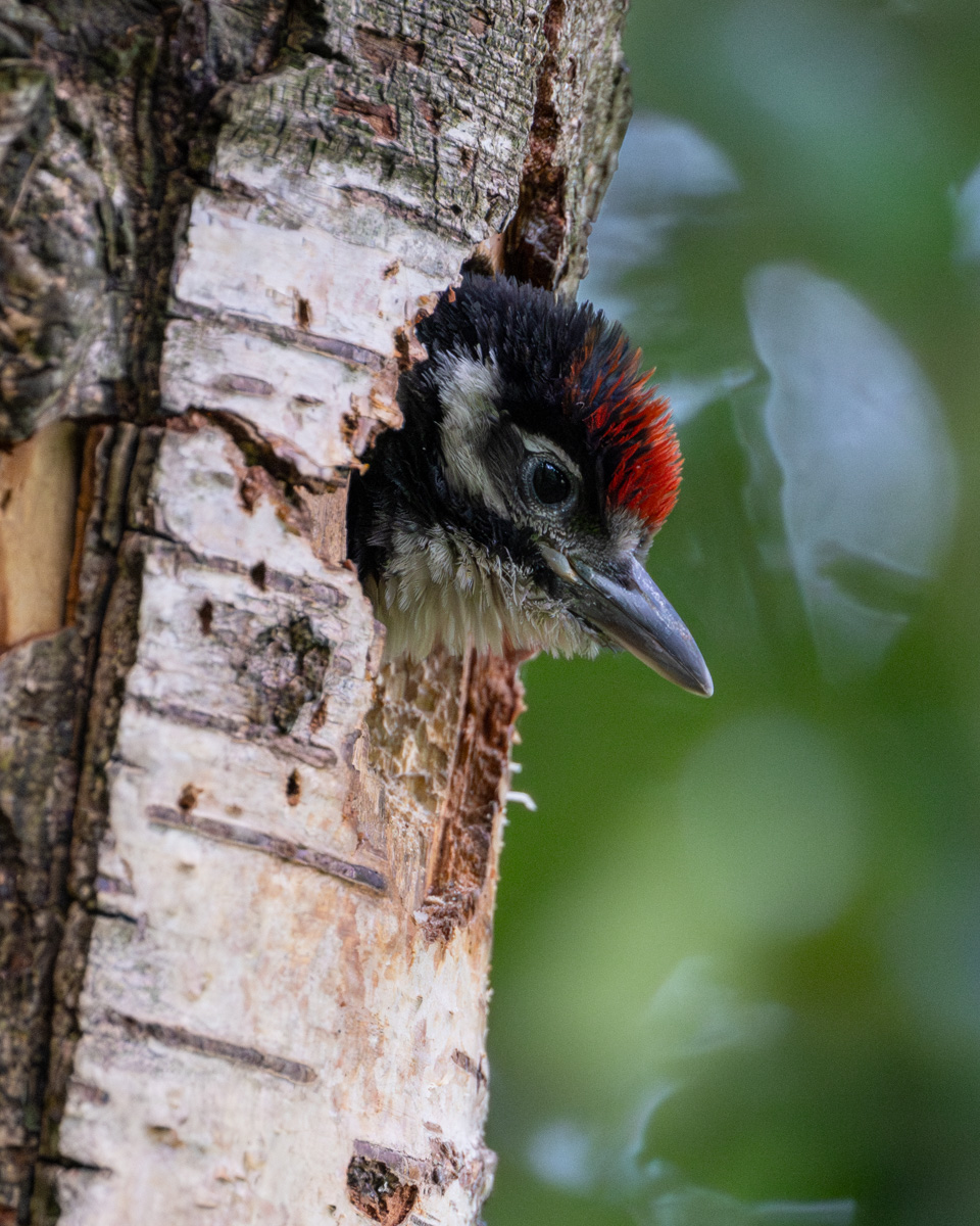Great Spotted Woodpecker