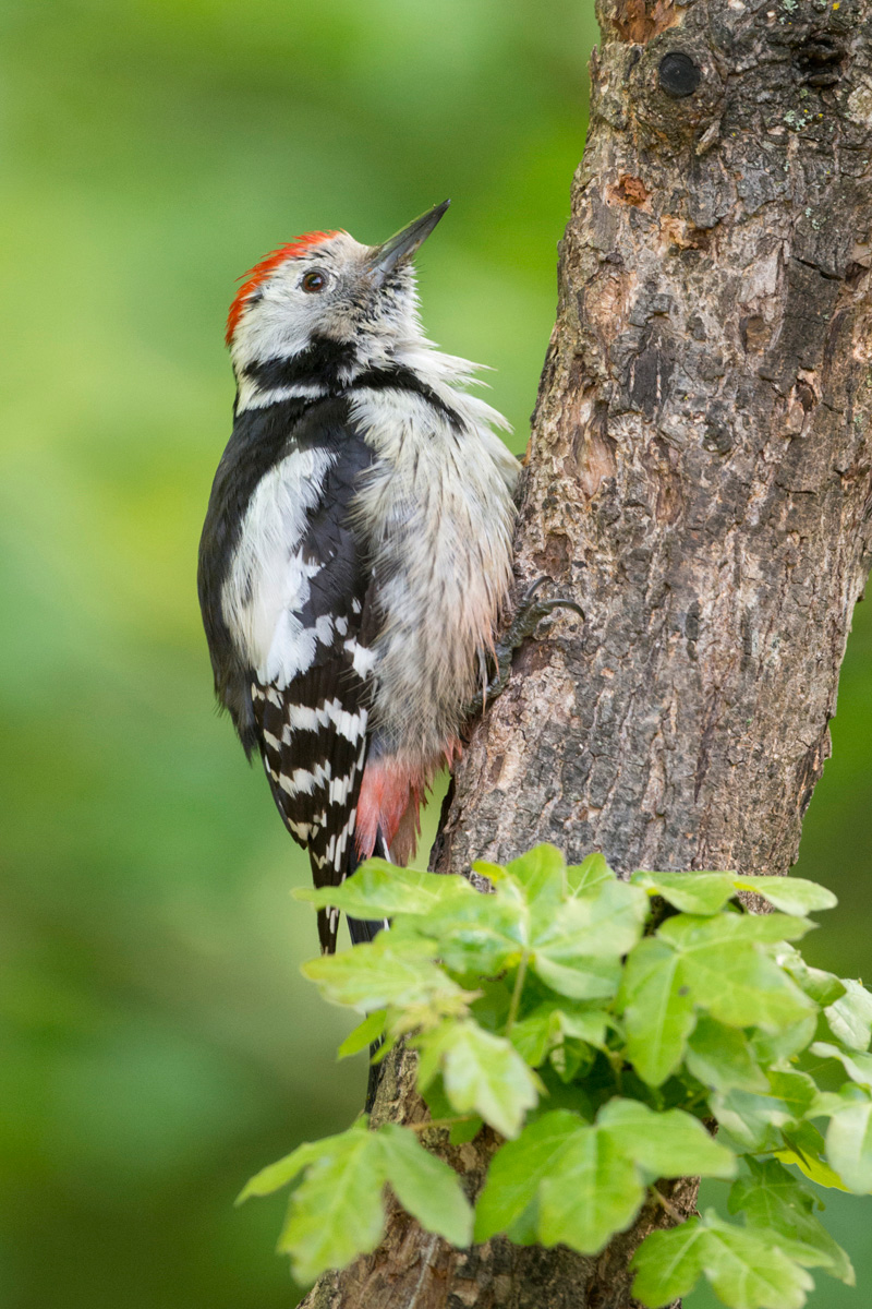 Middle Spotted Woodpecker