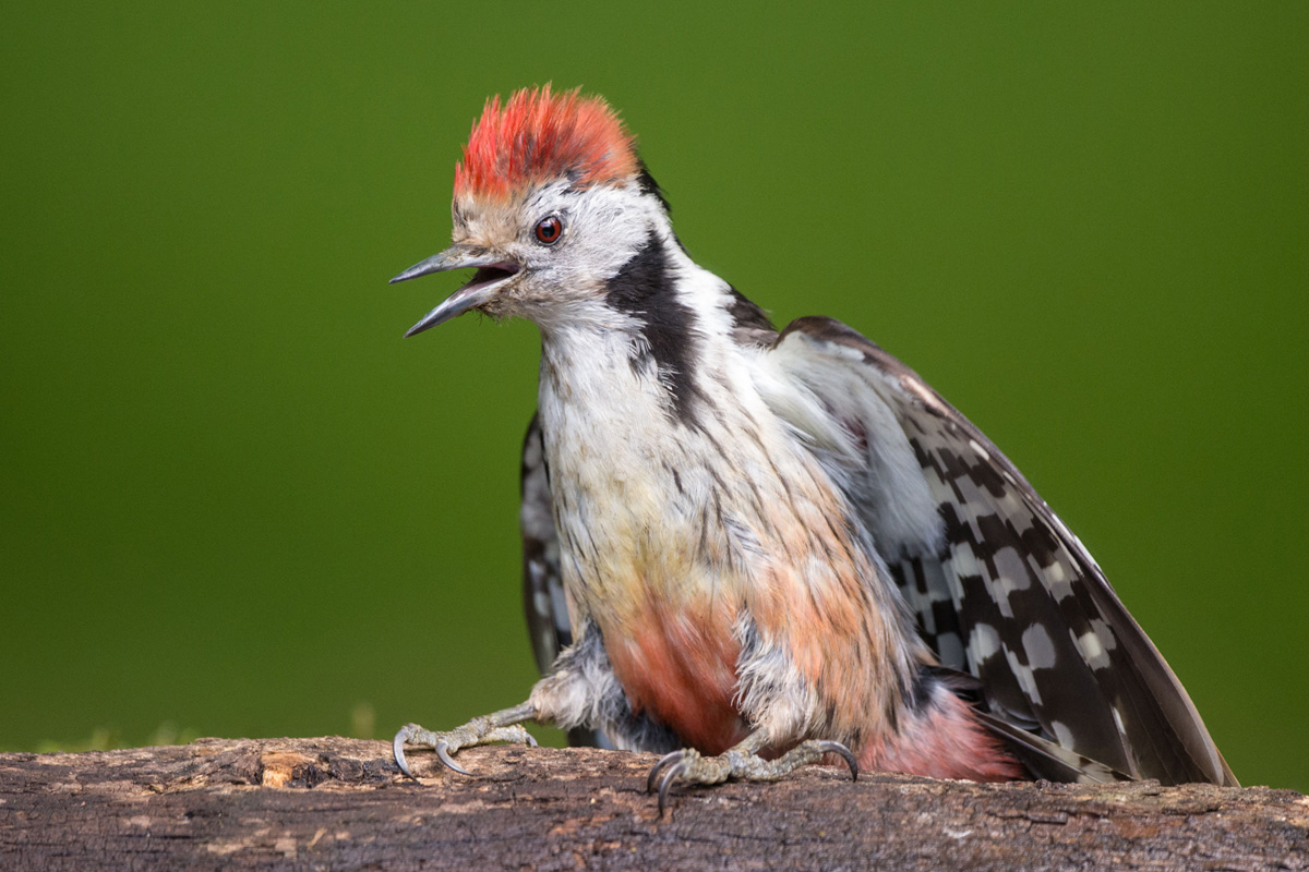 Middle Spotted Woodpecker