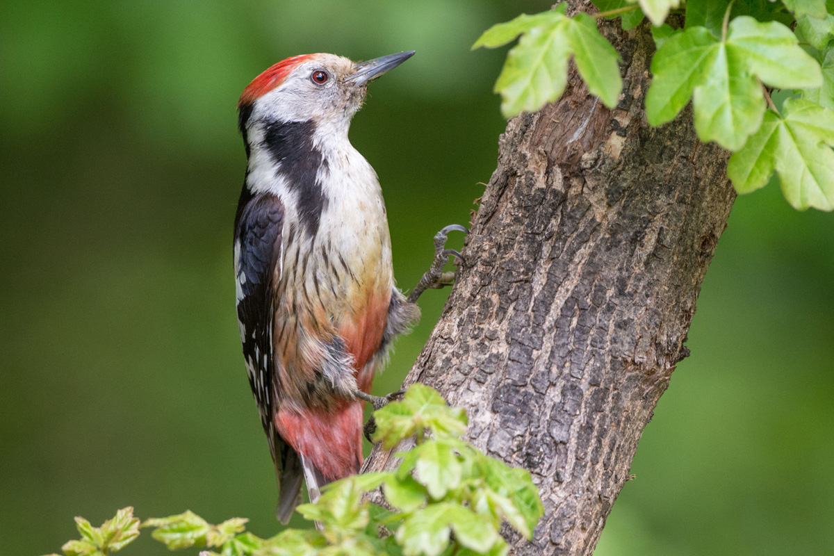 Middle Spotted Woodpecker