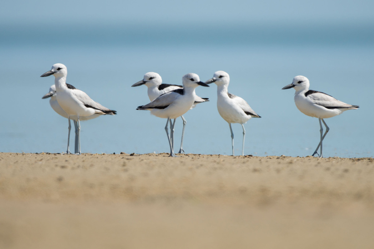 Crab-plover
