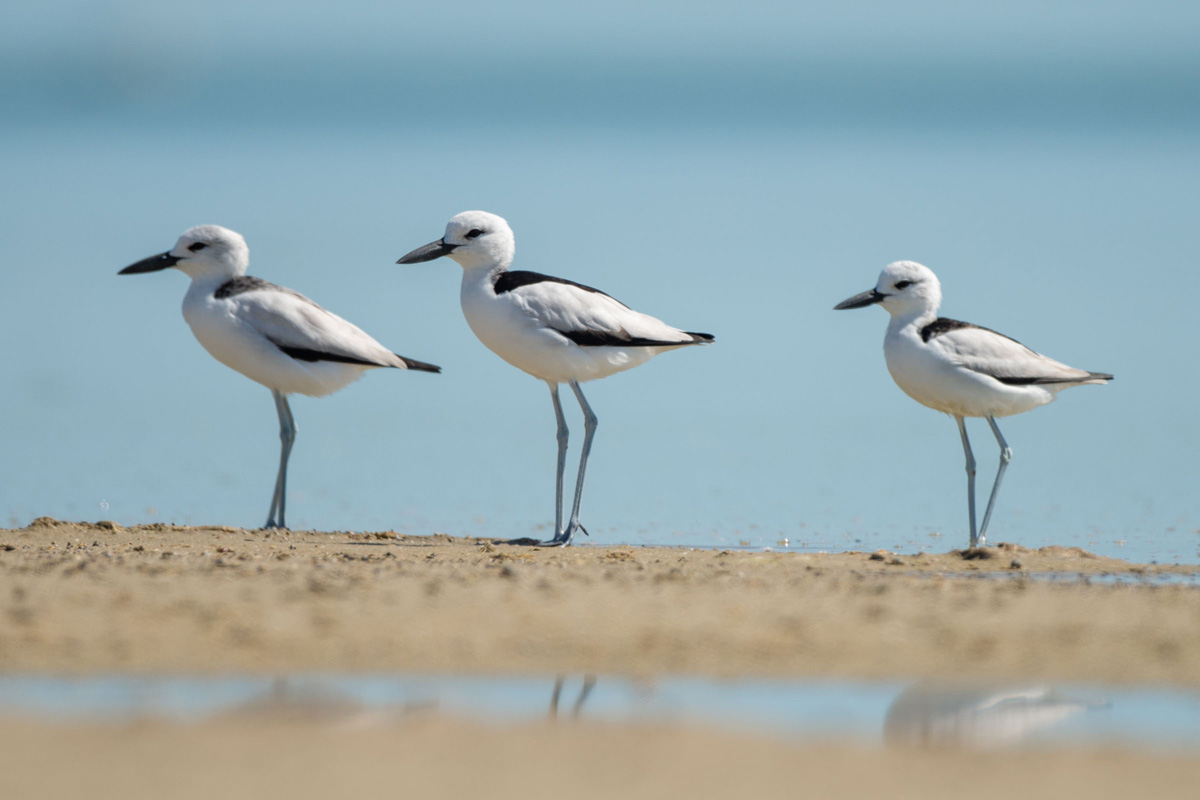 Crab-plover