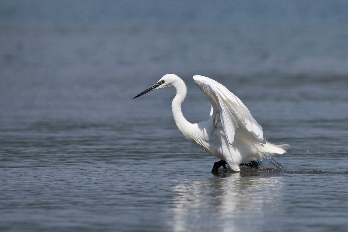 Little Egret