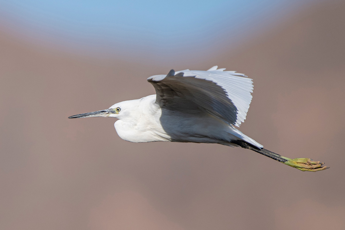 Little Egret