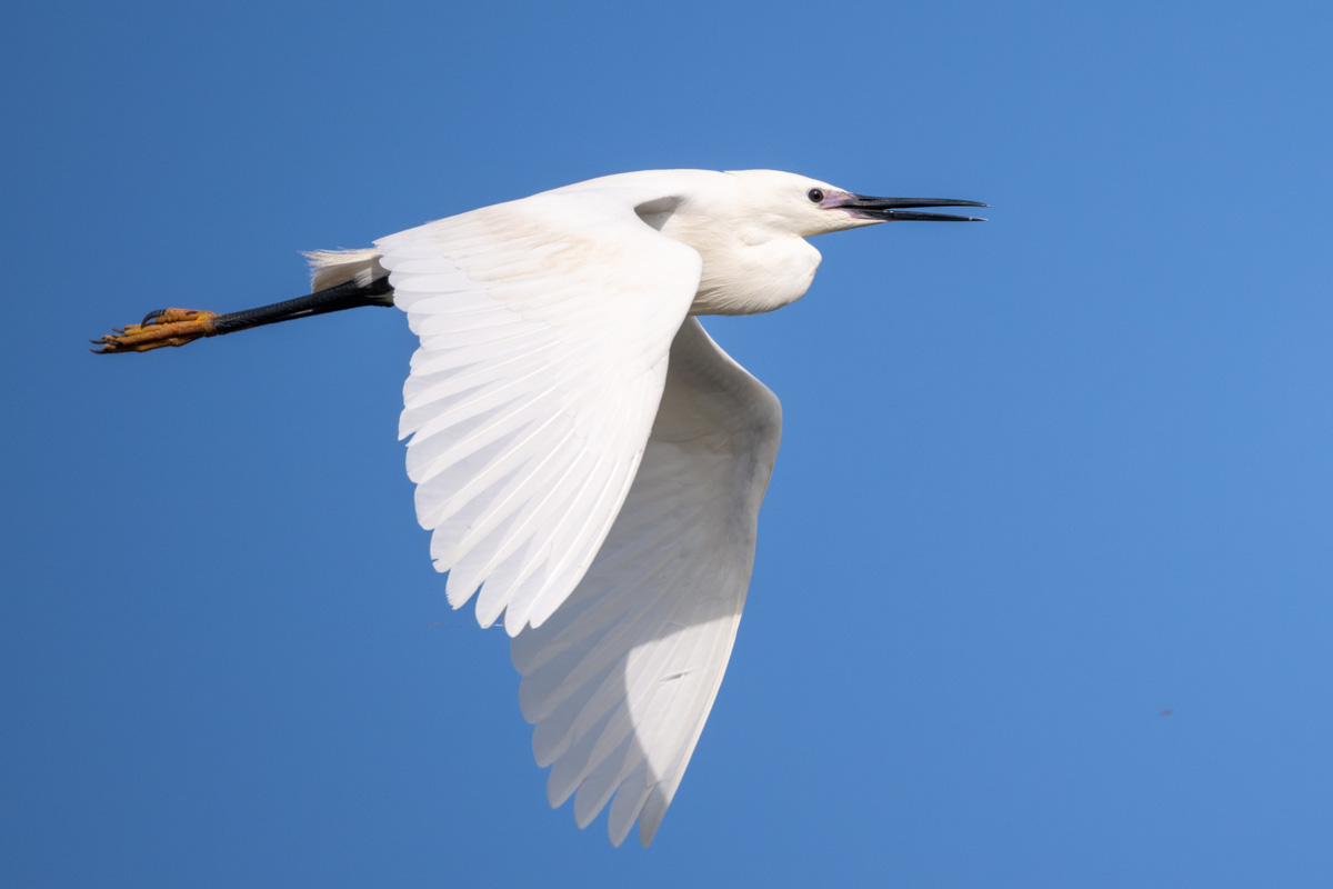 Little Egret Little Egret
