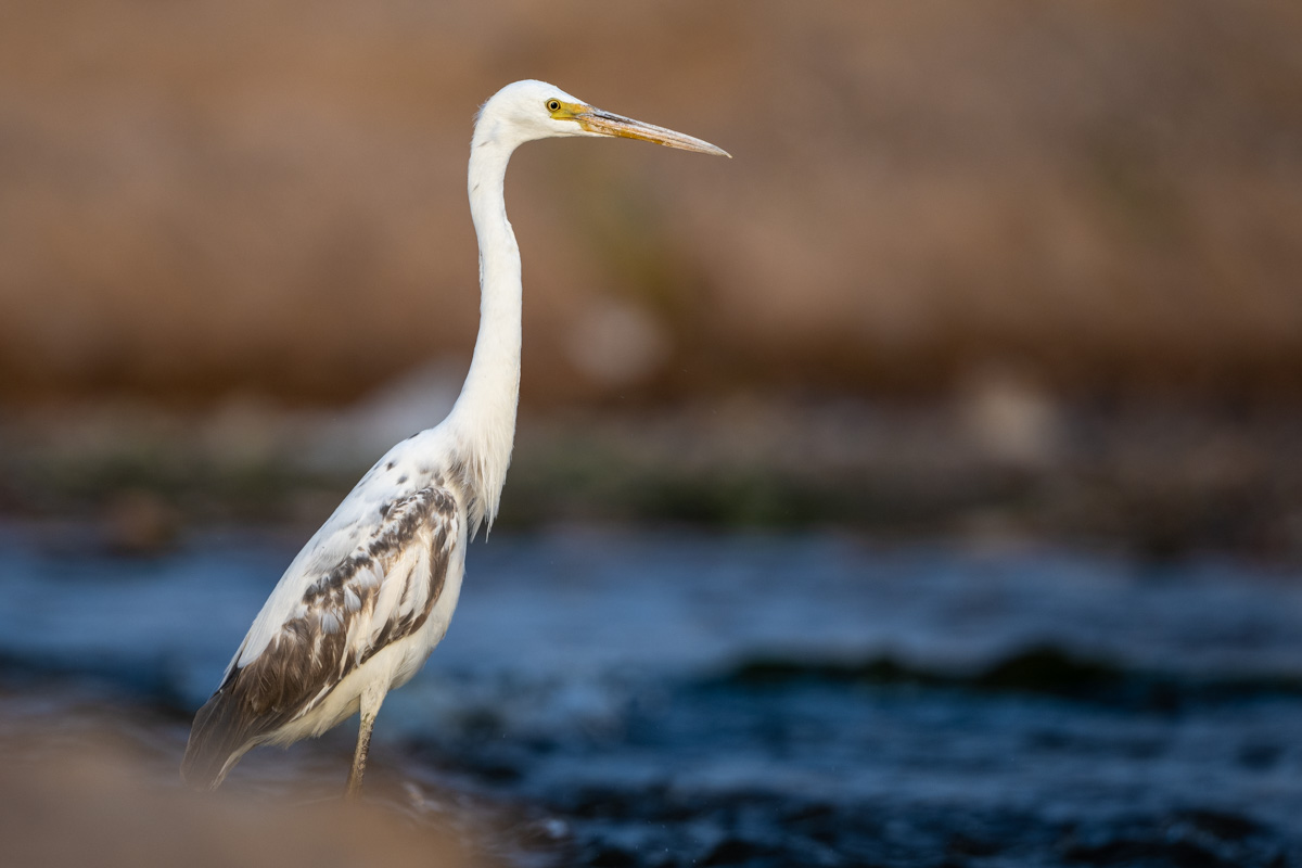 Western Reef Heron