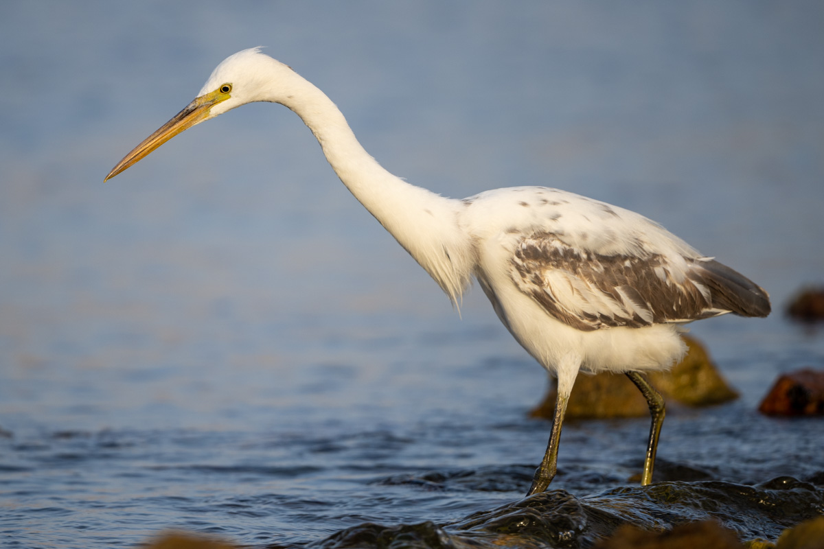 Western Reef Heron