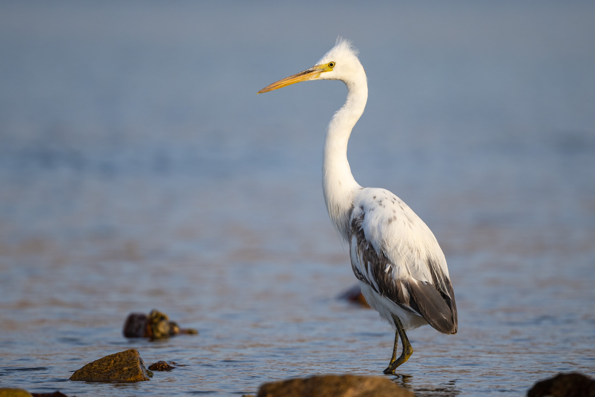 Western Reef Heron