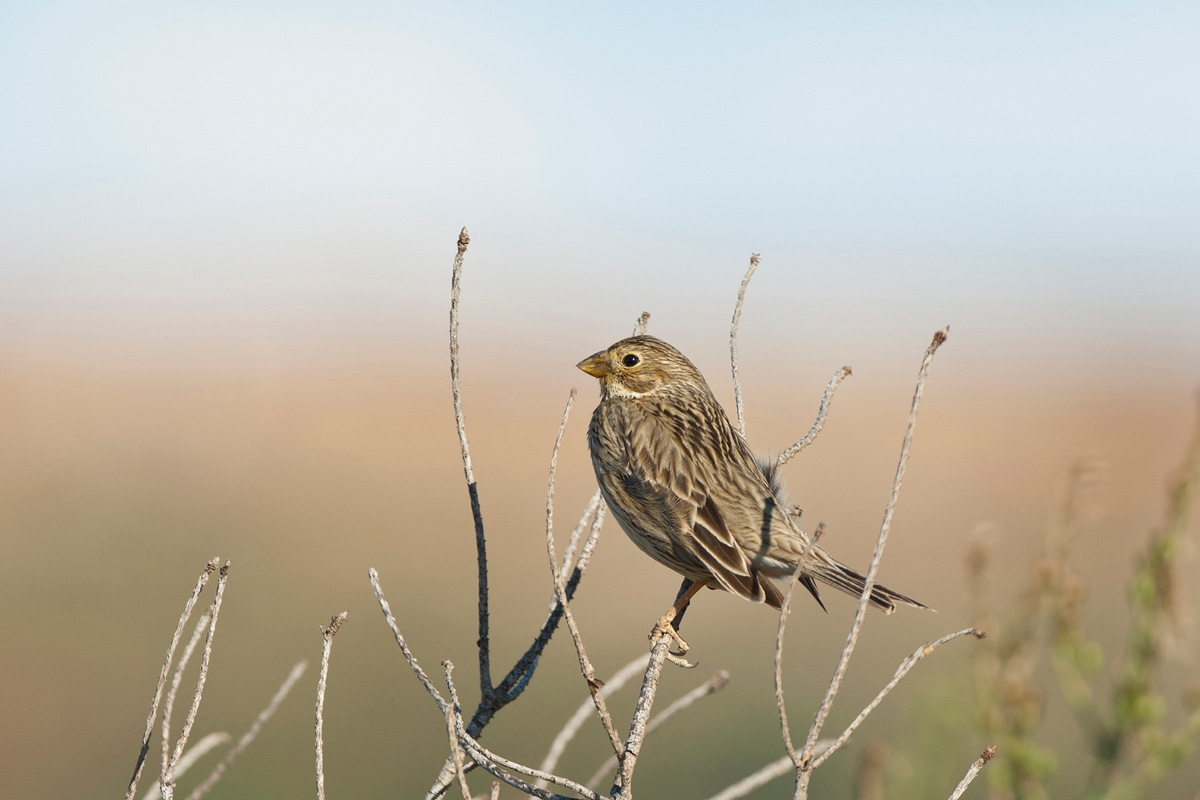 Corn Bunting