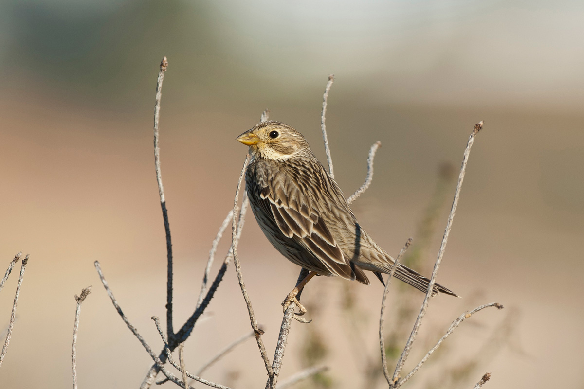 Corn Bunting