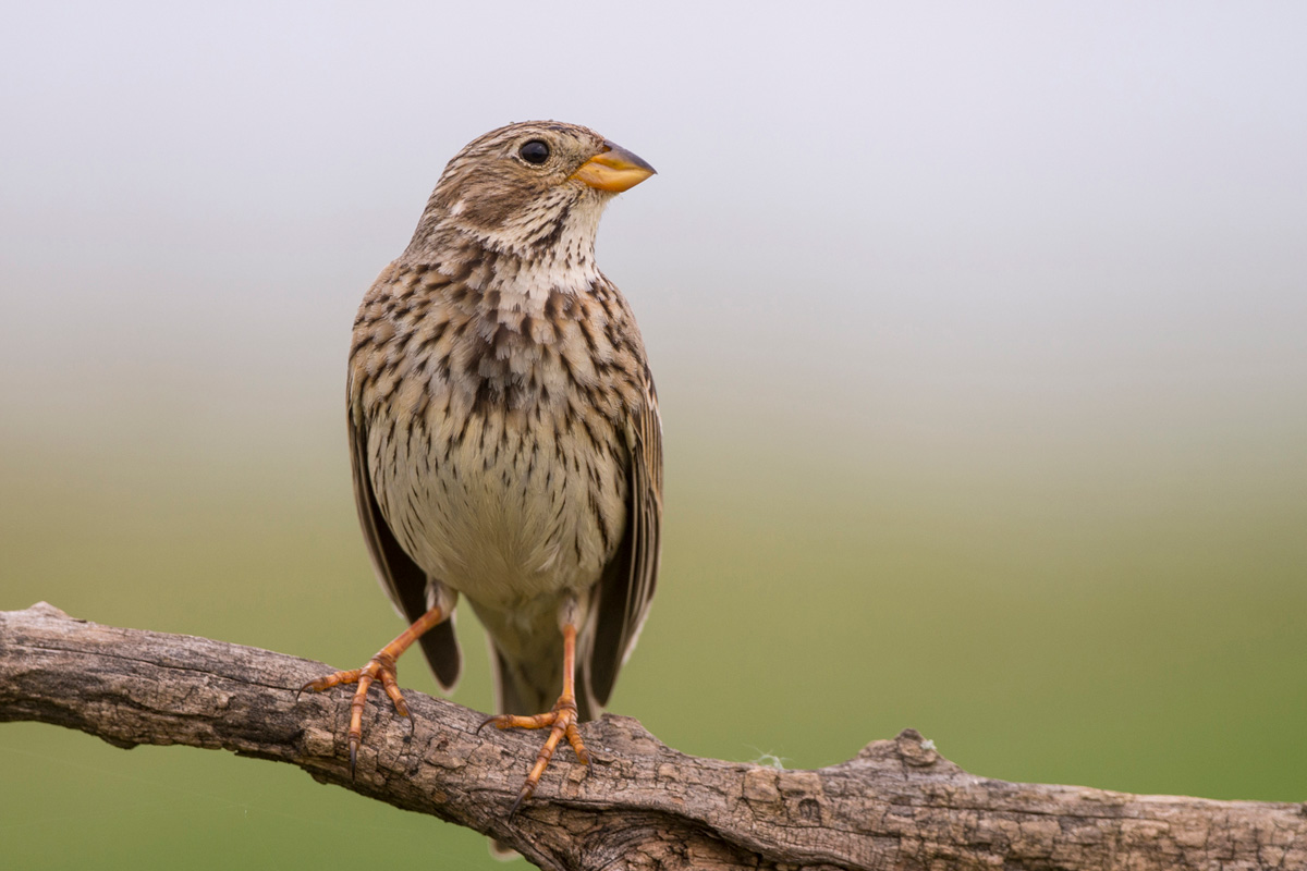 Corn Bunting