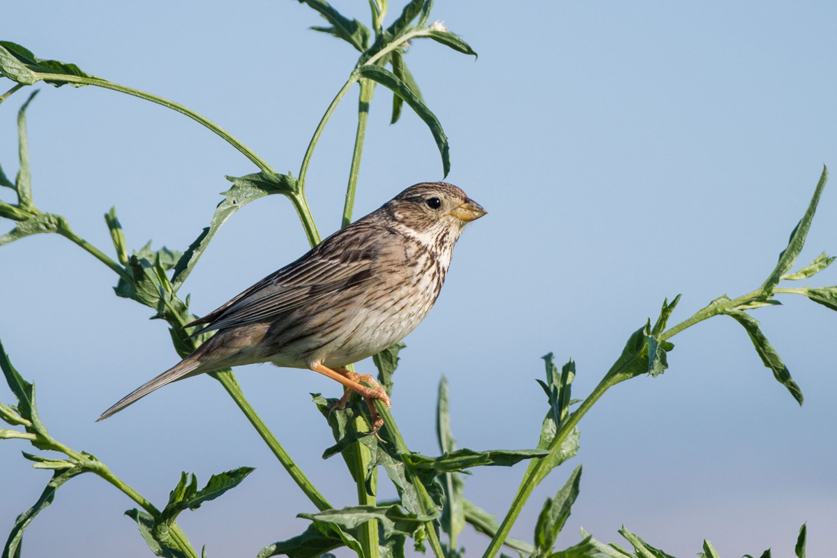 Corn Bunting