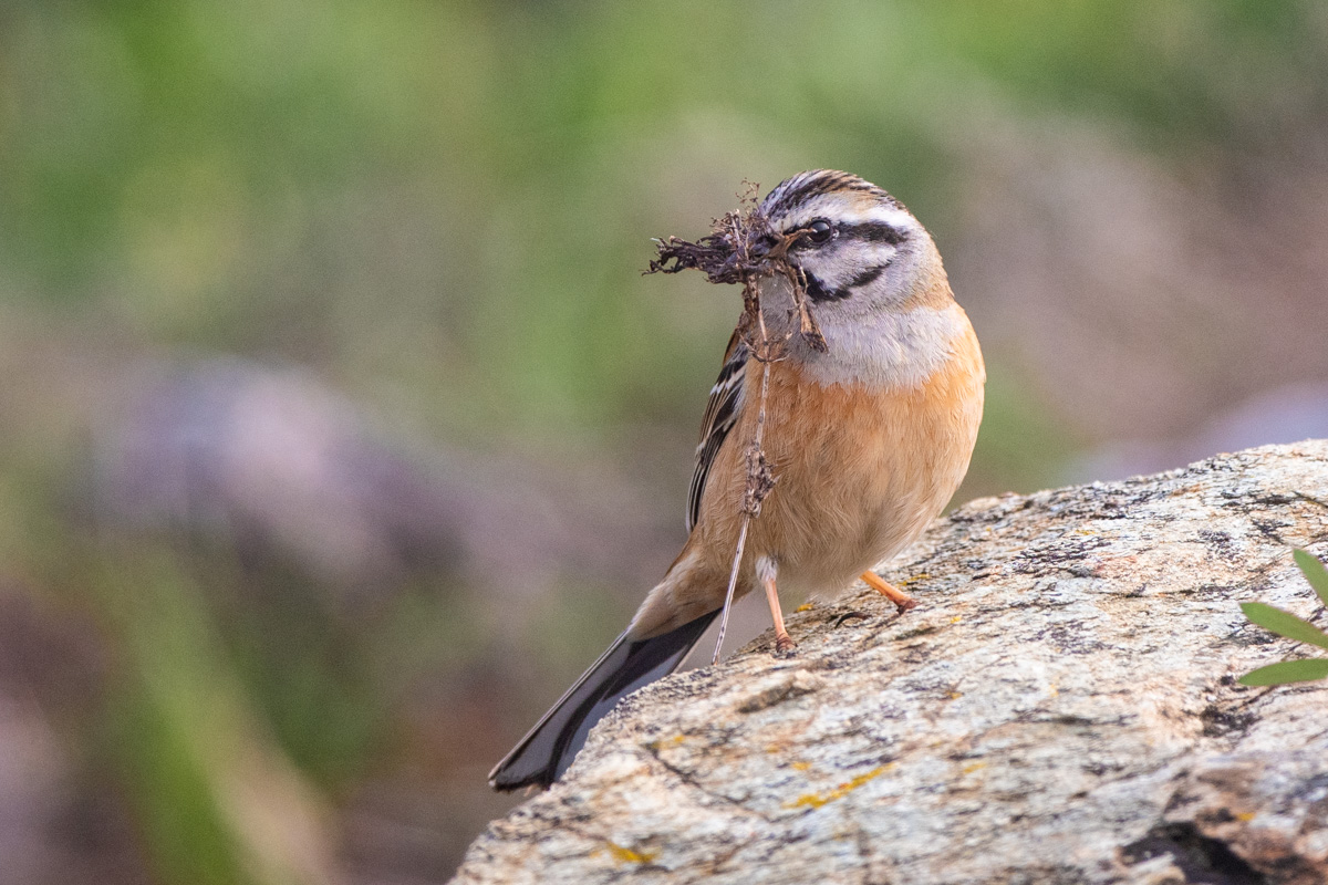 Rock Bunting