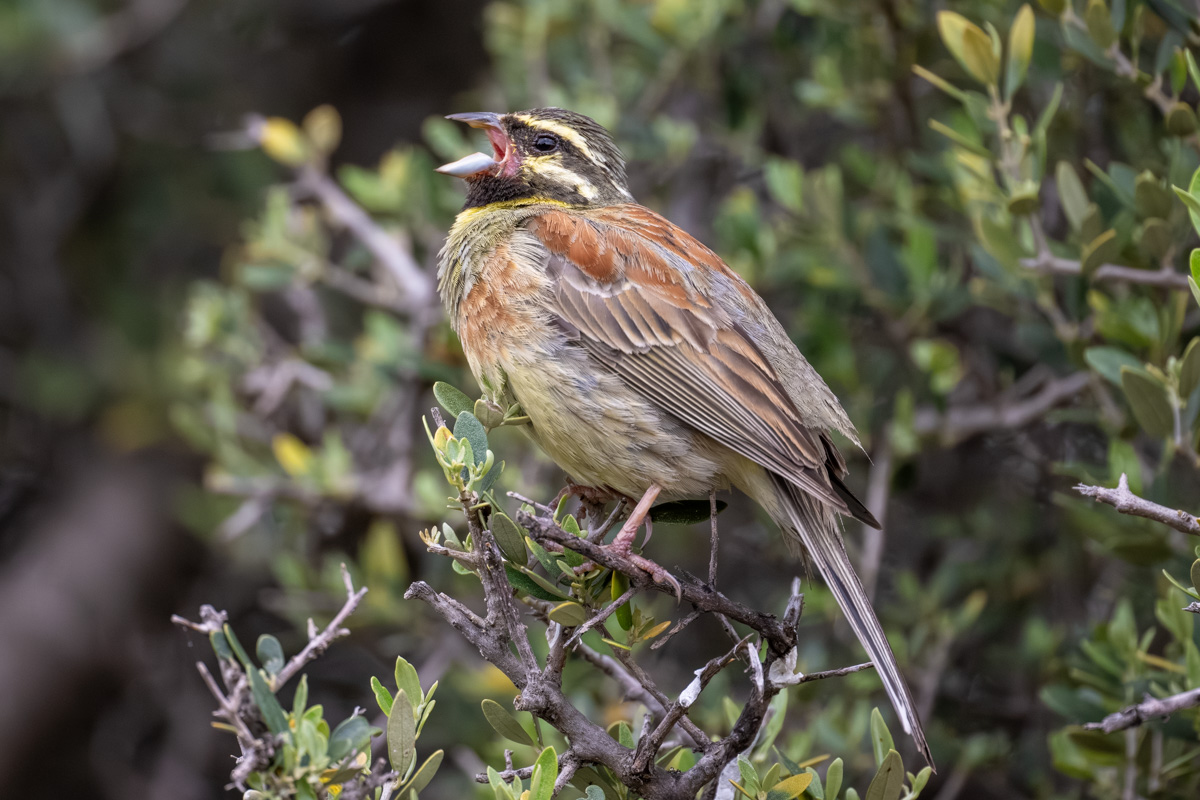 Cirl Bunting