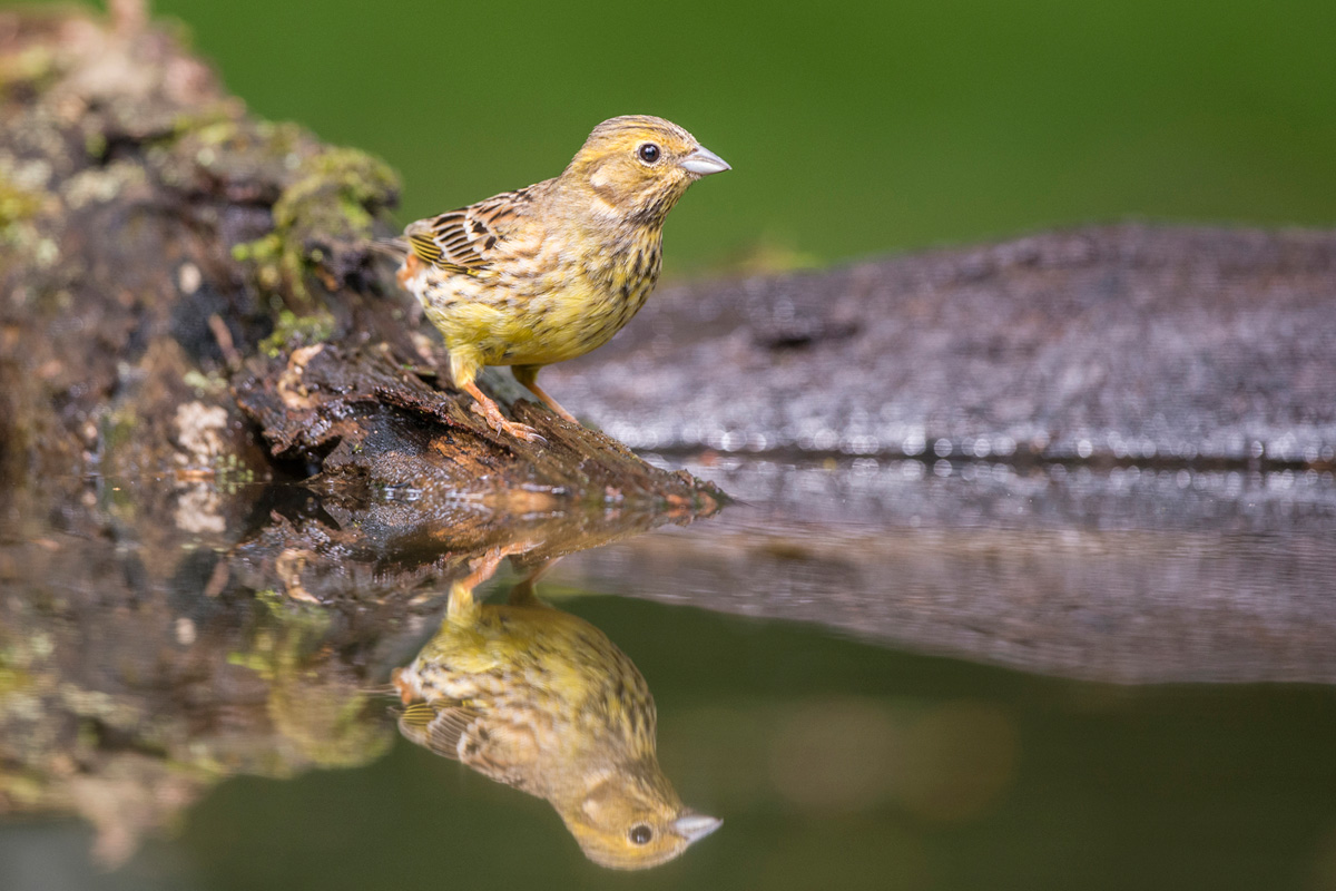 Yellowhammer