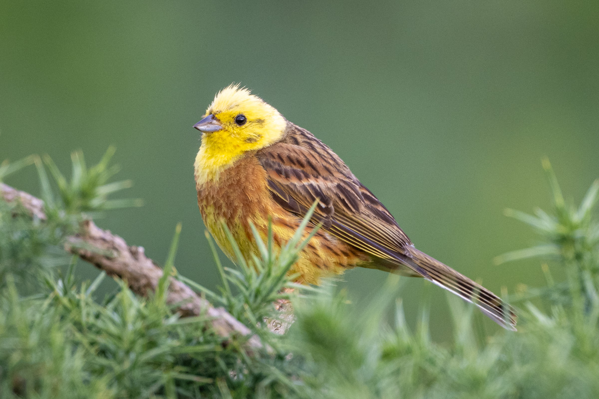 Yellowhammer