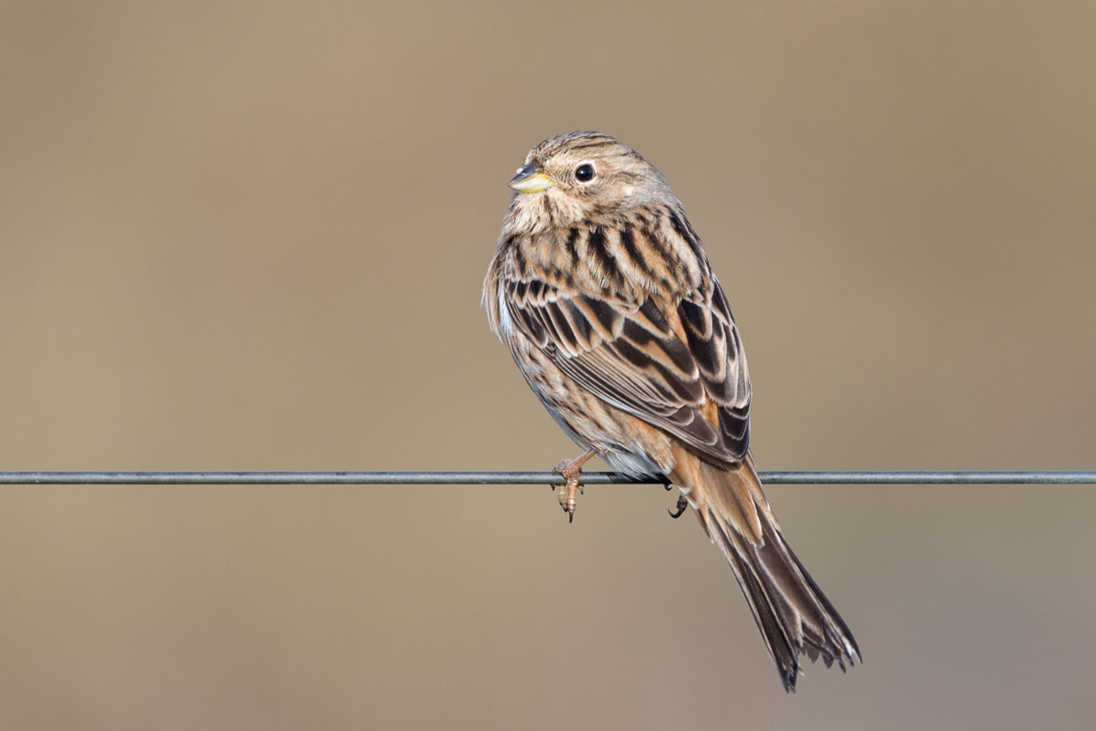 Pine Bunting