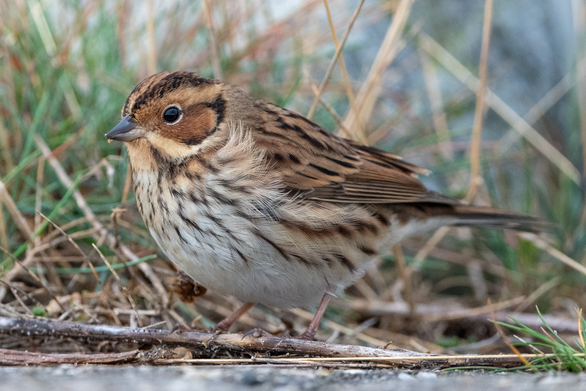 Little Bunting