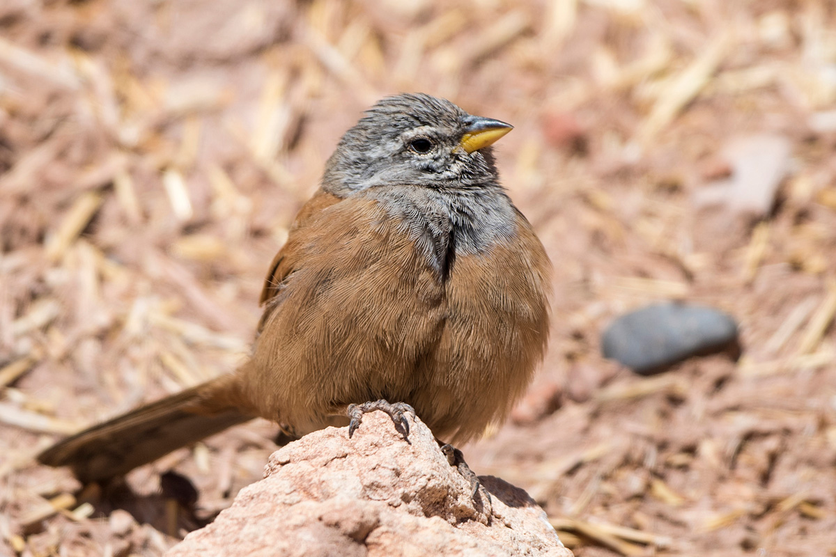 House Bunting