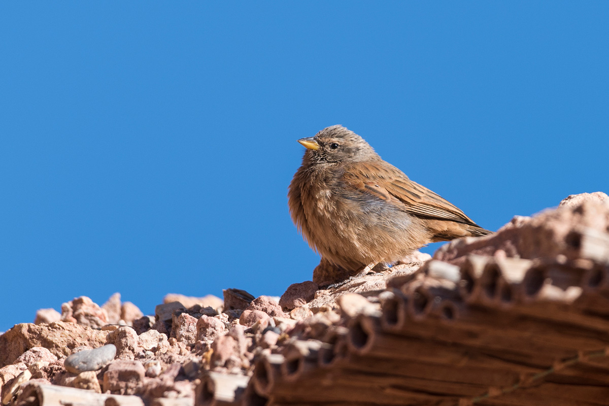 House Bunting