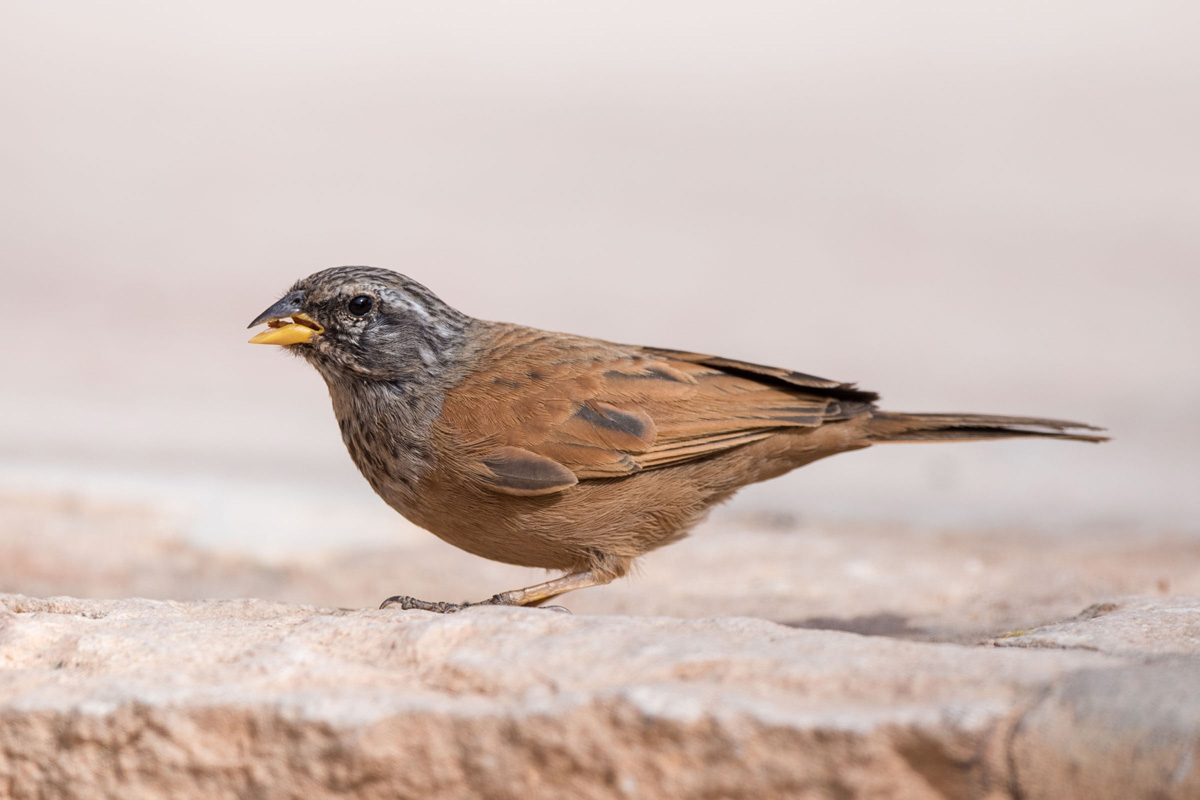House Bunting