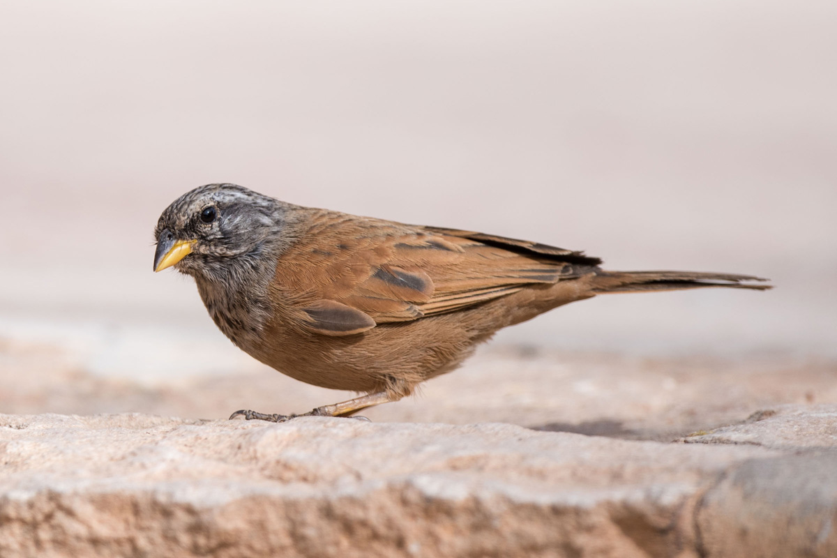 House Bunting