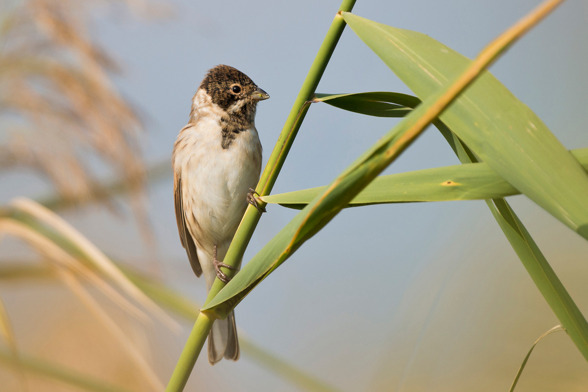 Common Reed Bunting