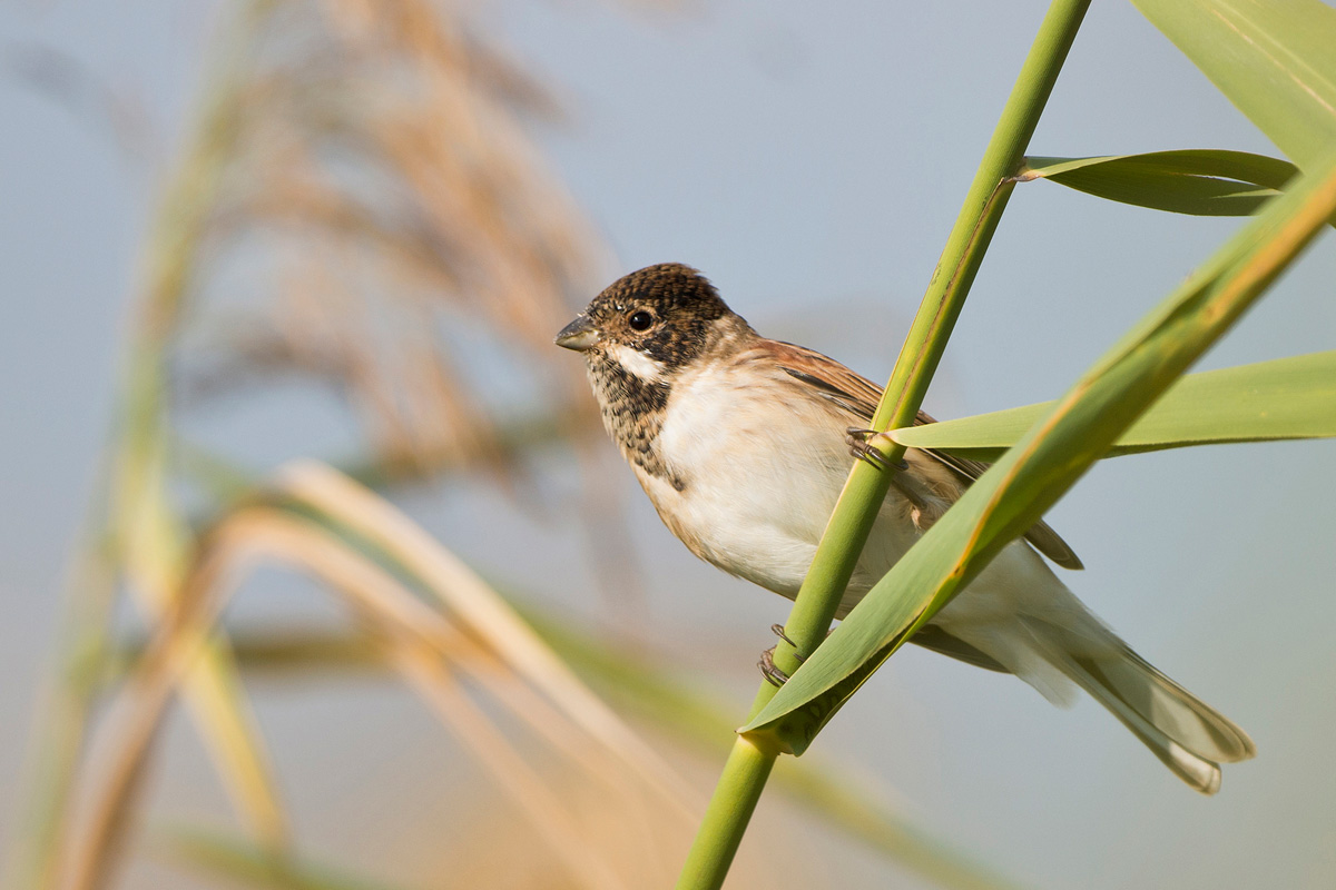 Common Reed Bunting