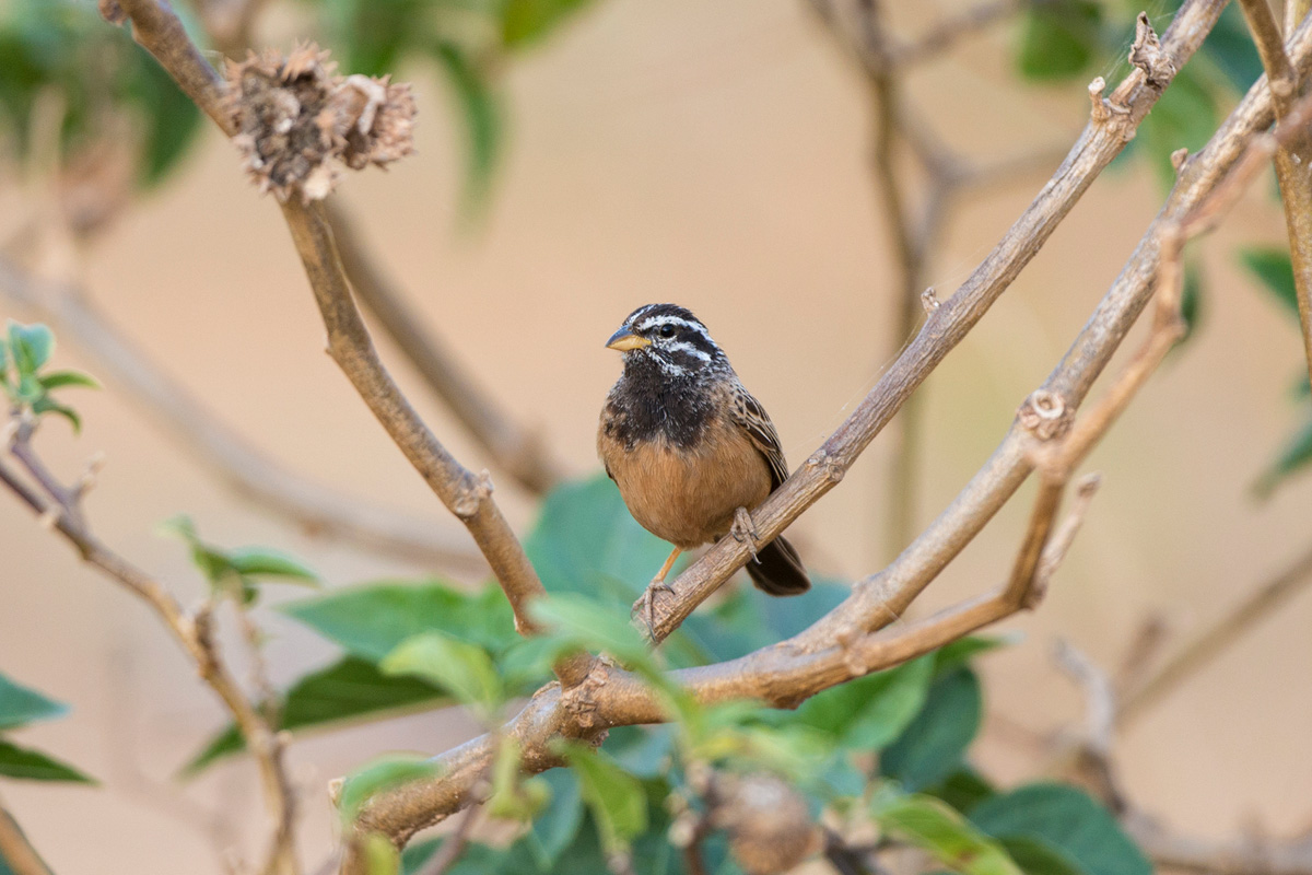 Cinnamon-breasted Bunting