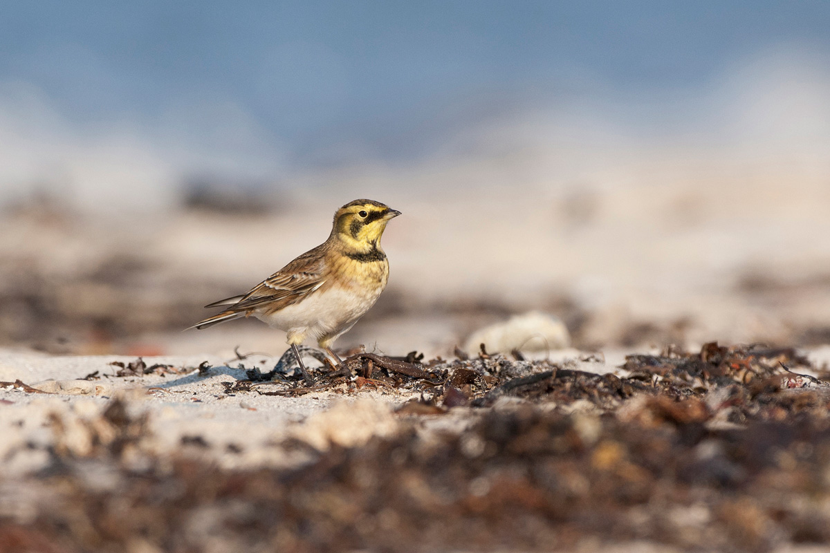 Horned Lark