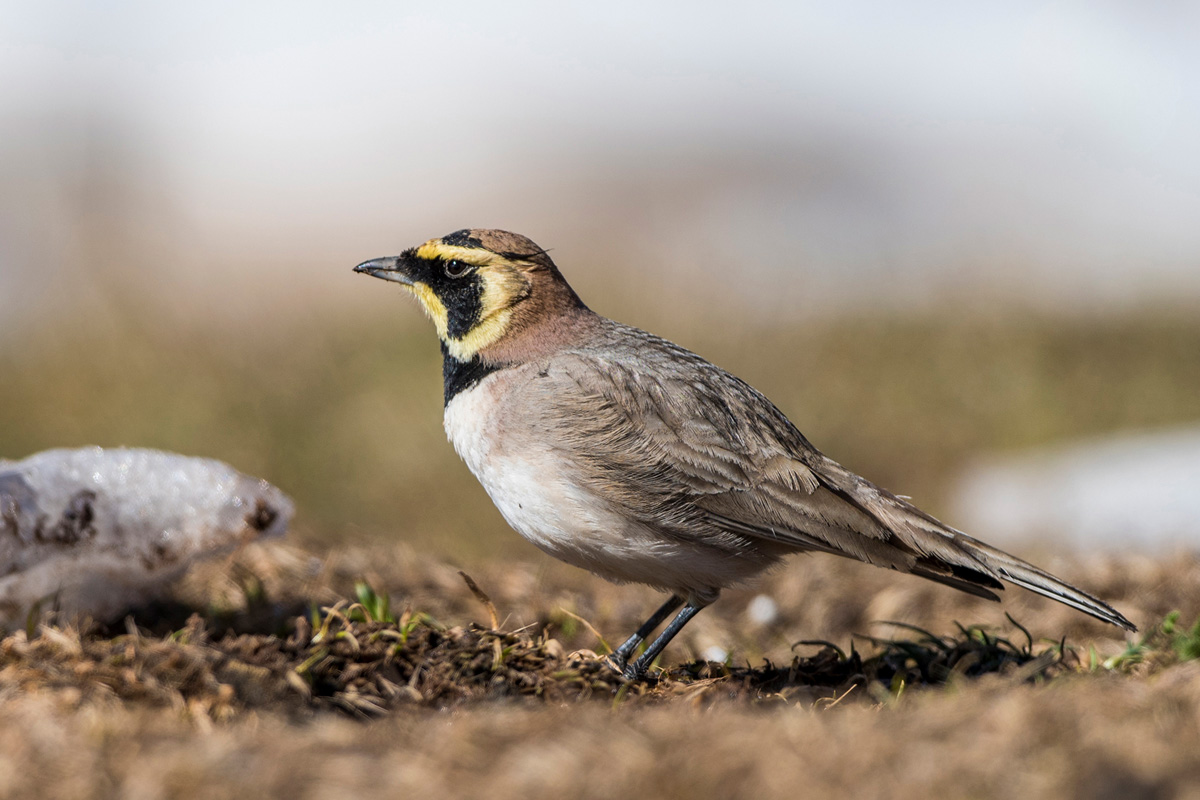 Horned Lark