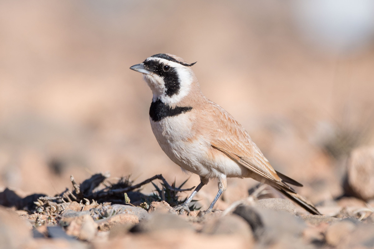 Temminck's Lark