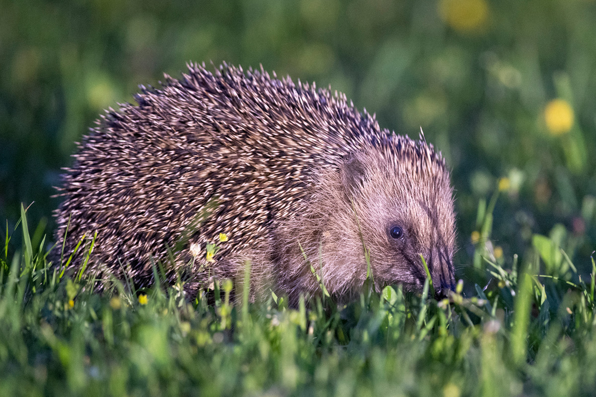 European Hedgehog